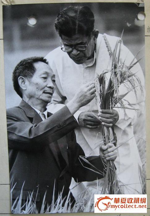 老新闻稿(带照片) 袁隆平_老新闻稿(带照片) 袁