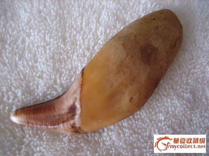 老熊牙_老熊牙价格_老熊牙图片_来自藏友SCDJ_杂项_地摊交易_华夏收藏网 cang.com