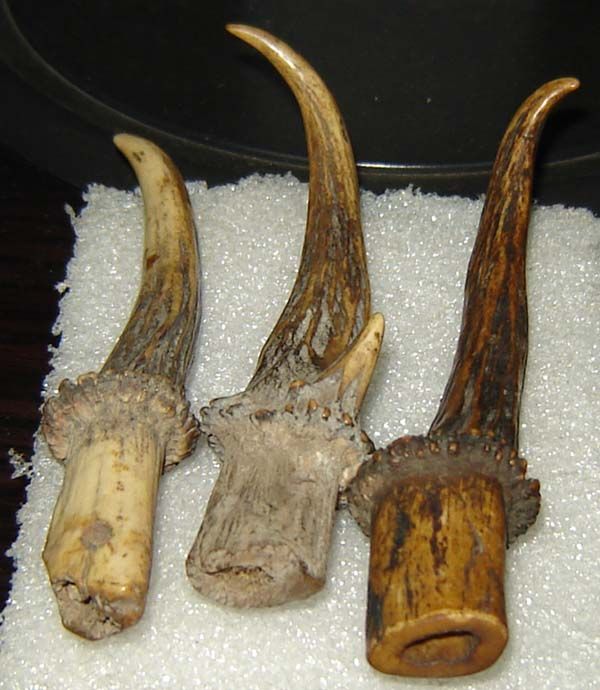 老 狸子角三根_老 狸子角三根价格_老 狸子角三根图片_来自藏友清水月_杂项_地摊交易_华夏收藏网 cang.com