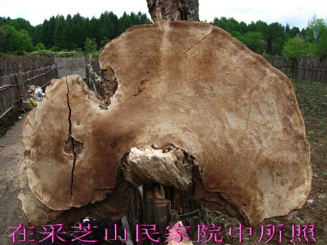 野生灵芝王_野生灵芝王价格_野生灵芝王图片