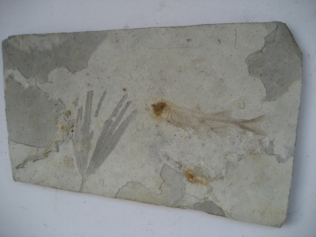 狼鳍鱼化石-狼鳍鱼化石价格-狼鳍鱼化石图片,来