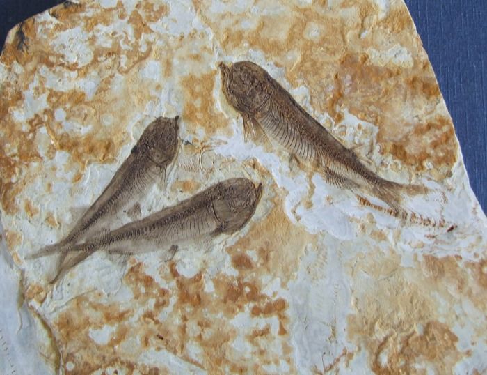 辽西鱼化石三条盒装-辽西鱼化石三条盒装价格-辽西鱼化石三条盒装图片,来自藏友金石玉缘-杂项-地摊交易-华夏收藏网