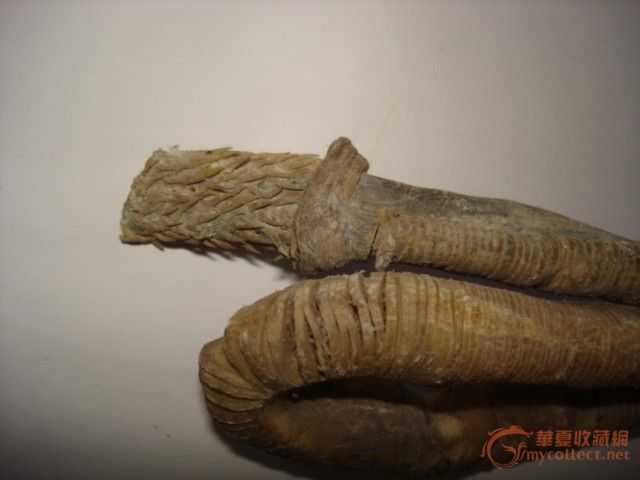 虎鞭_虎鞭价格_虎鞭图片_来自藏友有取有舍_