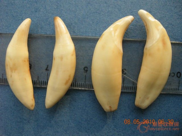 犬牙,四颗_犬牙,四颗价格_犬牙,四颗图片_来自藏友诚君_杂项_地摊交易_华夏收藏网 cang.com