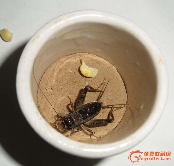 蛐蛐/罐/宁阳