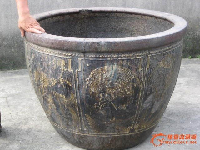少见的养荷花大缸