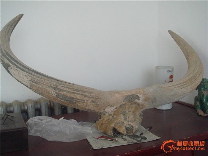 亿万年前原始牛角化石_亿万年前原始牛角化石