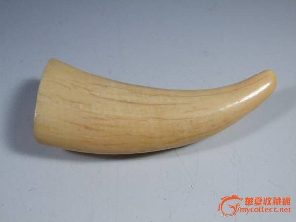 抹香鲸牙_抹香鲸牙价格_抹香鲸牙图片_来自藏