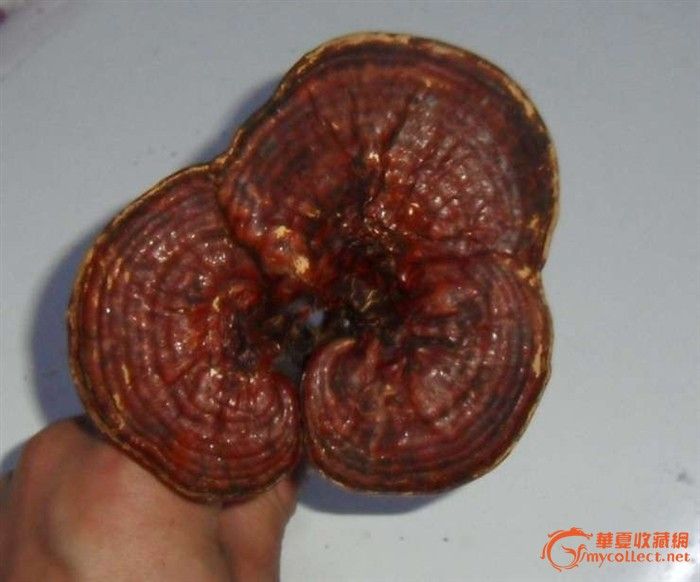 纯野生灵芝(一个)_纯野生灵芝(一个)价格_纯野