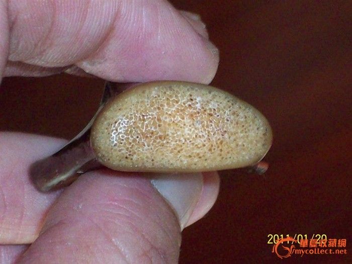 虎骨鉴别,辨别虎骨的小技巧,虎骨扳指_大山谷图库