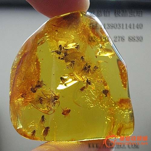 爱慕铂 波罗的海精品虫珀 裸石可做戒面 22只蚊蝇一只蜘蛛_爱慕铂 波罗的海精品虫珀 裸石可做戒面 22只蚊蝇一只蜘蛛价格_爱慕铂 波罗的海精品虫珀 裸石可做戒面 22只蚊蝇一只蜘蛛图片_来自藏友宠珀婆_珠宝_地摊交易_华夏收藏网 cang.com