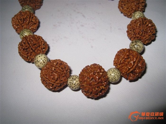 七瓣大金刚_七瓣大金刚价格_七瓣大金刚图片