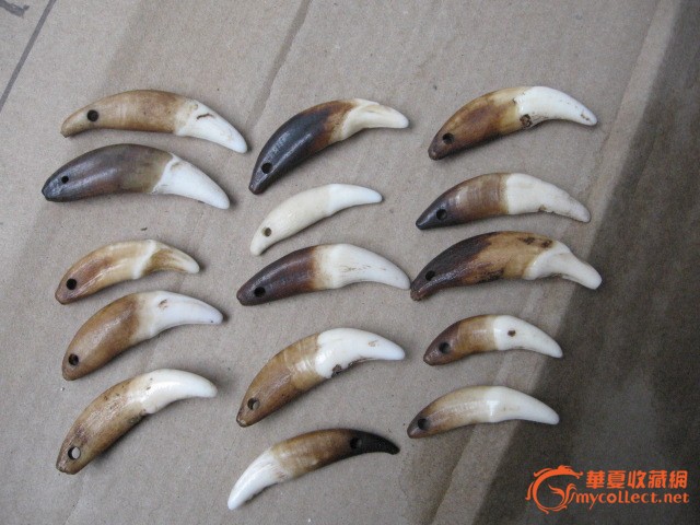 老虎牙