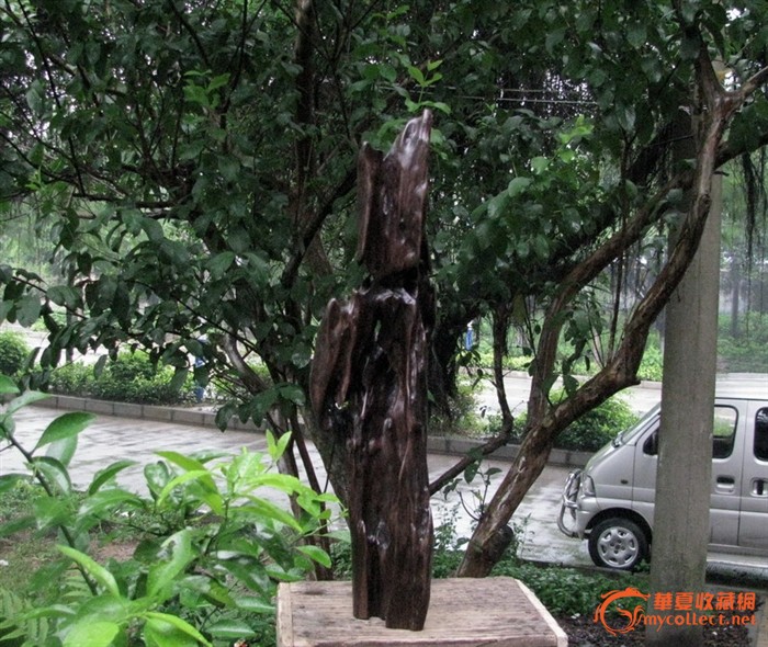 阴沉木,
