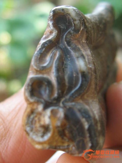 人形远古巨兽牙齿化石-人形远古巨兽牙齿化石