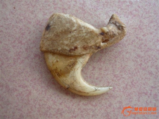 虎骨爪图片,虎骨珠子,带虎骨_大山谷图库
