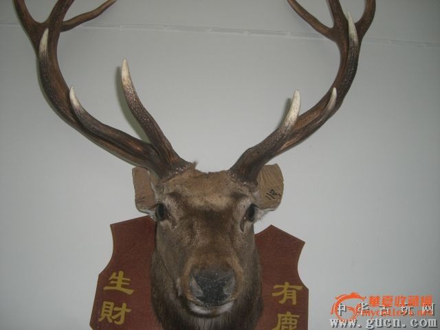 麋鹿之乡包真标本麋鹿角一对_麋鹿之乡包真标