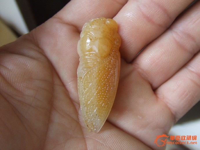 黄玉蝉