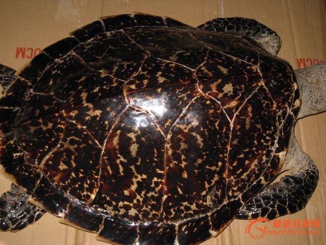 60公分的大鳌_60公分的大鳌价格_60公分的大鳌图片_来自藏友山间阁_杂项_地摊交易_华夏收藏网 cang.com