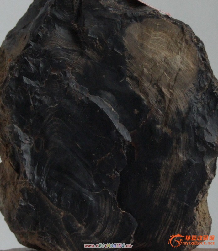 天然树化黑玛瑙 —— 木化石