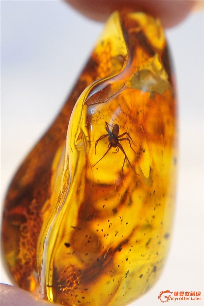 极品虫珀-3