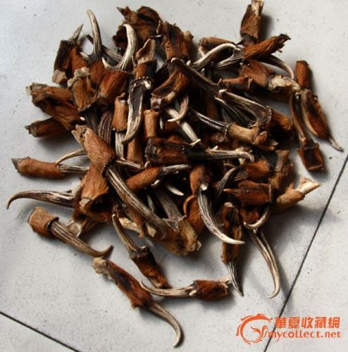 麂子角大小71个_麂子角大小71个价格_麂子角