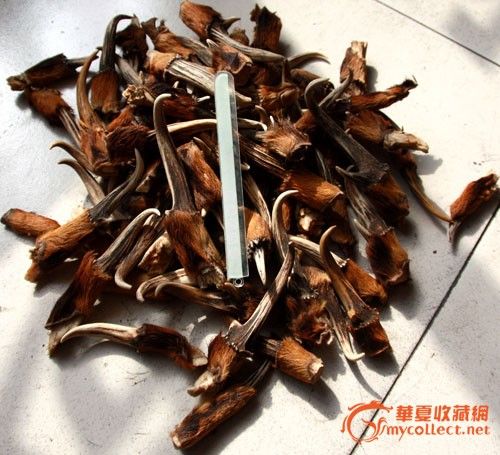 麂子角大小71个_麂子角大小71个价格_麂子角
