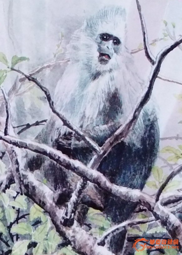 南国精灵(白头叶猴)图片_来自藏友南大威_字画_地摊交易_华夏收藏网