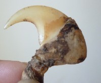 有虎骨的爪子