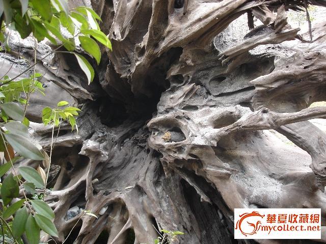乌木树叶子,乌木叶子,乌木子树_大山谷图库