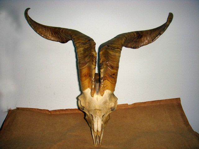 青海羚羊头标本