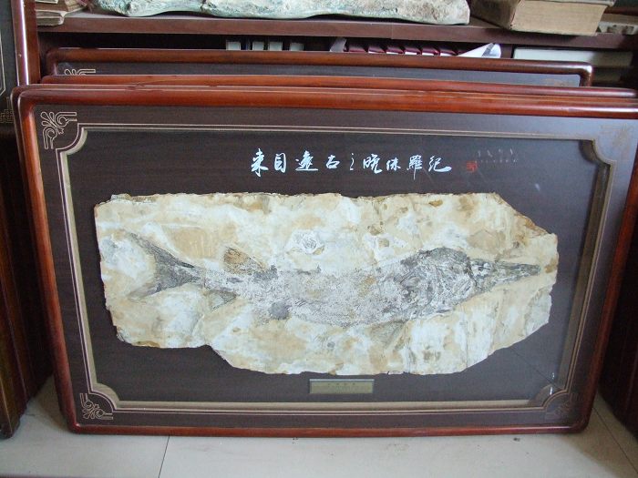 中华鲟鱼化石家中摆放图片