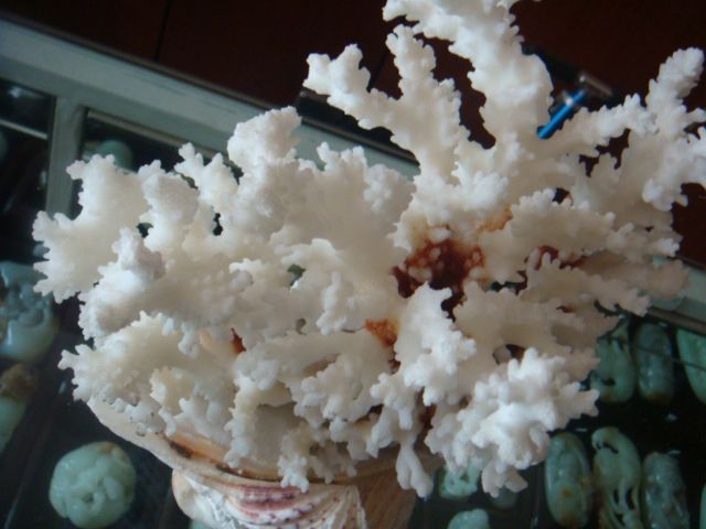 天然珊瑚礁摆件