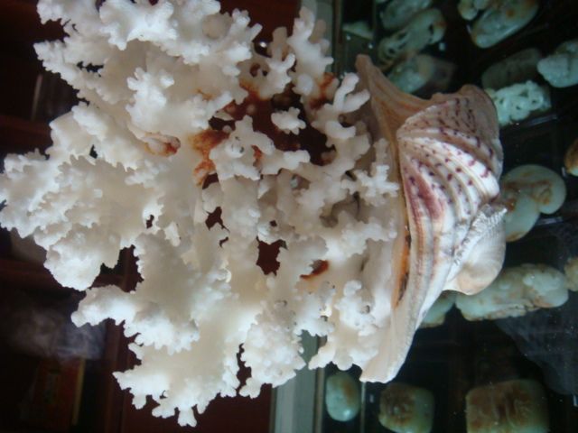 天然珊瑚礁摆件