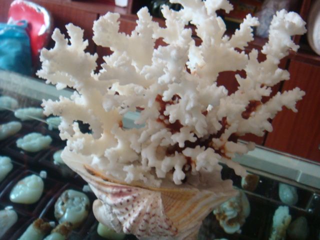 天然珊瑚礁摆件