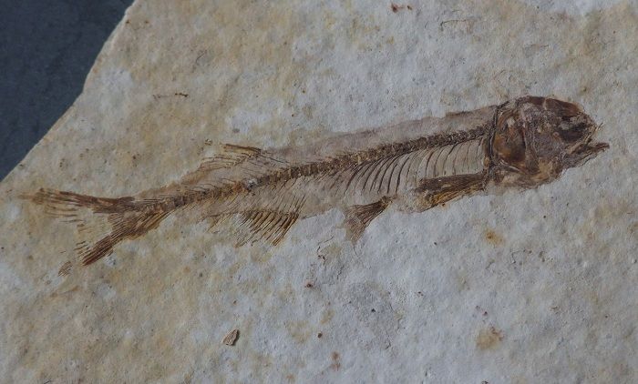 特价★*西★狼鳍鱼化石(双对鱼 )