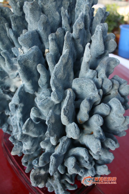 蓝色珊瑚礁旧版图片