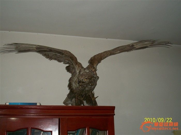 老鹰标本