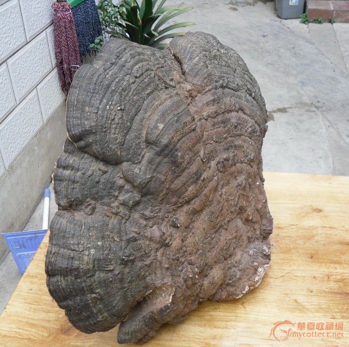 特大野生灵芝王
