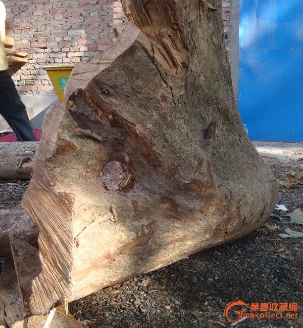 金丝楠木==树根